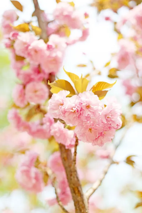 Blossom Pink Phone Wallpaper · pastel · 1440×2160