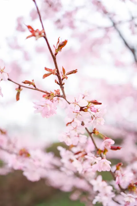 Blossom Pink Phone Wallpaper · pastel · 1440×2159