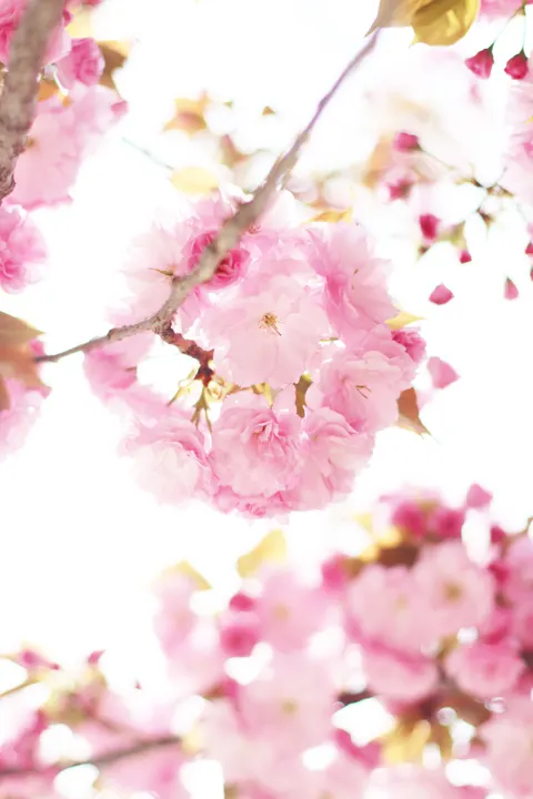 Blossom Pink Phone Wallpaper · pastel · 1440×2160