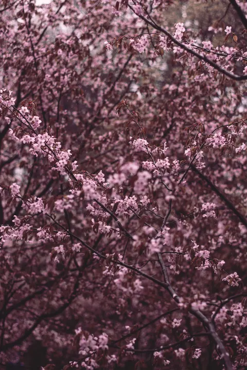 Blossom Pink Phone Wallpaper · pastel · 1440×2160