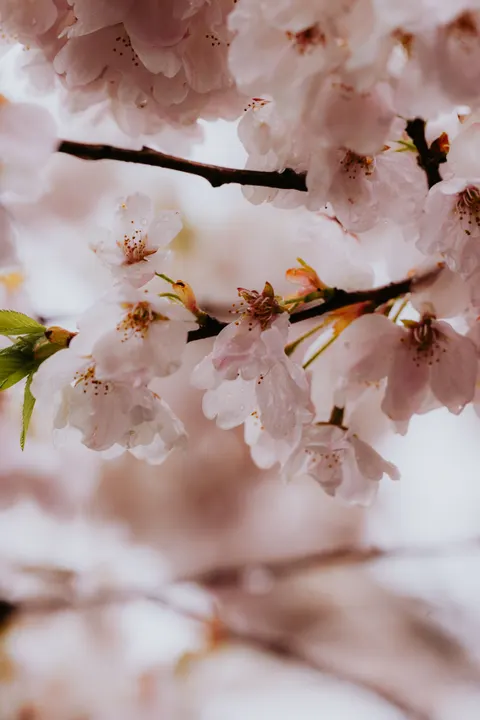 Blossom Pink Phone Wallpaper · pastel · 1440×2160