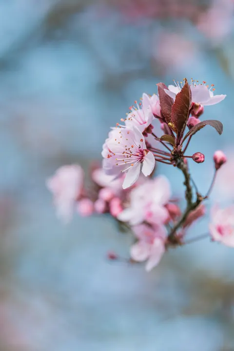 Blossom Pink Phone Wallpaper · pastel · 1440×2160