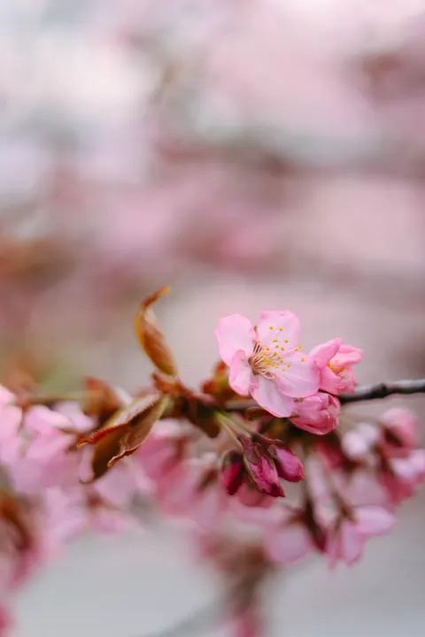 Blossom Pink Phone Wallpaper · pastel · 1440×2159