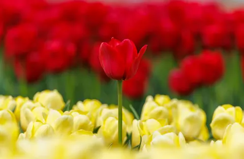 والپیپر مزرعه لاله با کیفیت 4K · flowers · 3840×2502