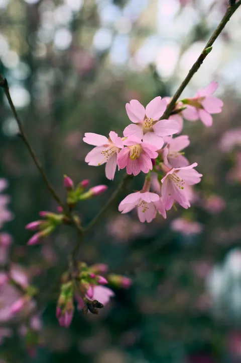 Blossom Pink Phone Wallpaper · pastel · 1440×2164