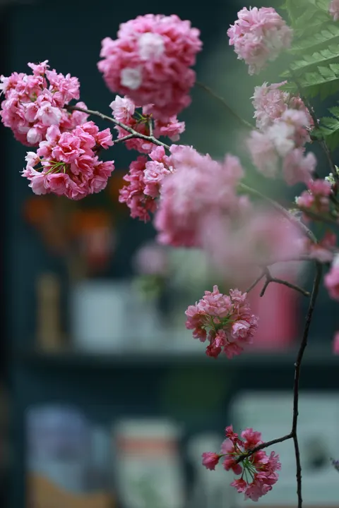 Blossom Pink Phone Wallpaper · pastel · 1440×2160