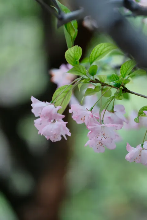 Blossom Pink Phone Wallpaper · pastel · 1440×2160