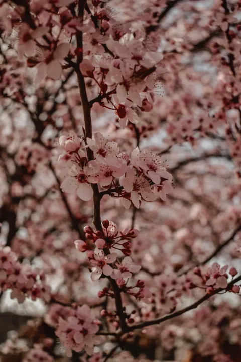 Blossom Pink Phone Wallpaper · pastel · 1440×2160