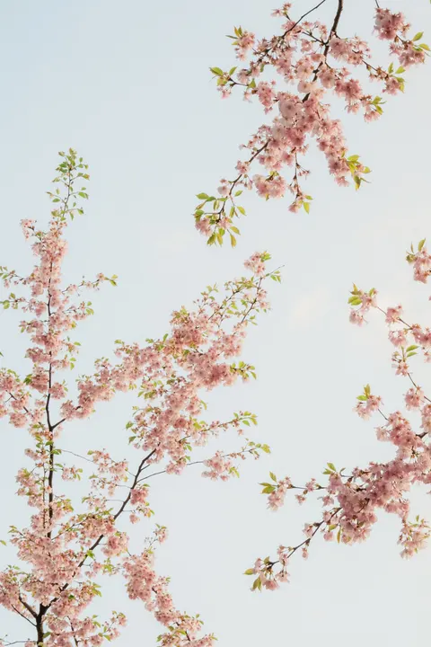 Blossom Pink Phone Wallpaper · pastel · 1440×2160