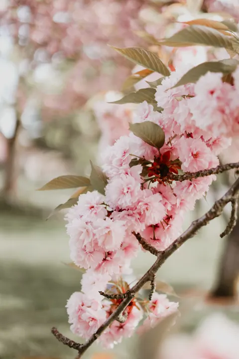 Blossom Pink Phone Wallpaper · pastel · 1440×2160