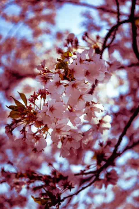 Blossom Pink Phone Wallpaper · pastel · 1440×2160