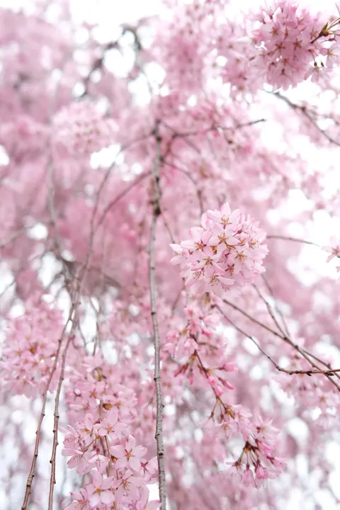 Blossom Pink Phone Wallpaper · pastel · 1440×2160