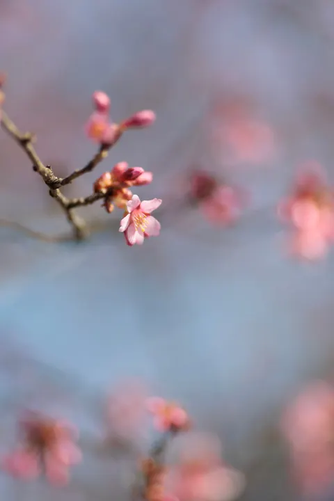 Blossom Pink Phone Wallpaper · pastel · 1440×2160