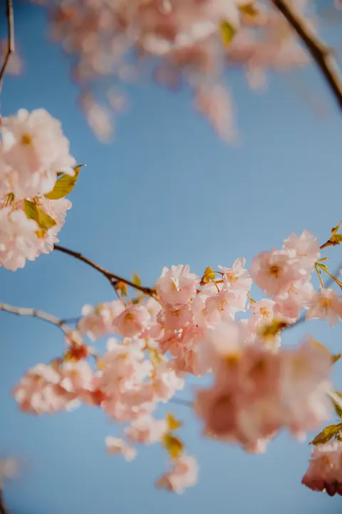 Blossom Pink Phone Wallpaper · pastel · 1440×2160