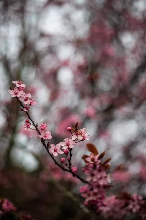 Blossom Pink Phone Wallpaper · pastel · 1440×2160