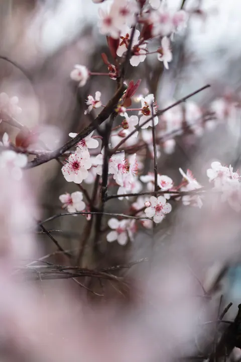 Blossom Pink Phone Wallpaper · pastel · 1440×2160
