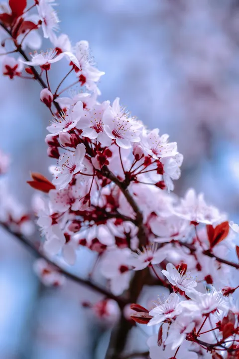 Blossom Pink Phone Wallpaper · pastel · 1440×2160