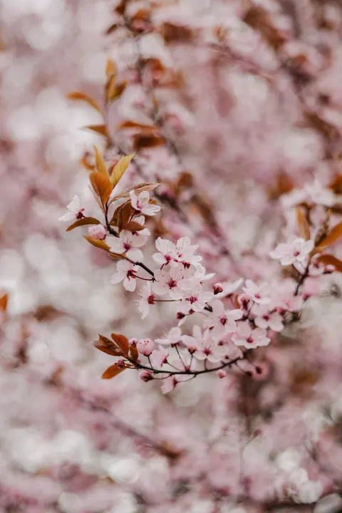 Blossom Pink Phone Wallpaper · pastel · 1440×2160