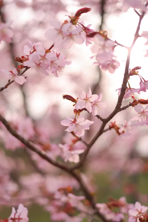 Blossom Pink Phone Wallpaper · pastel · 1440×2159