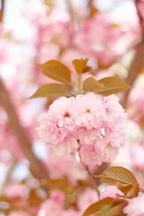 Blossom Pink Phone Wallpaper · pastel · 1440×2160