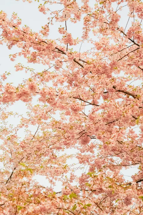 Blossom Pink Phone Wallpaper · pastel · 1440×2160