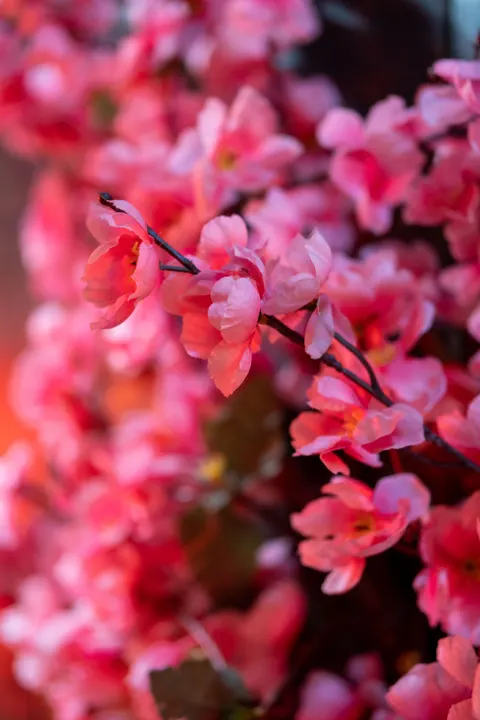Blossom Pink Phone Wallpaper · pastel · 1440×2160