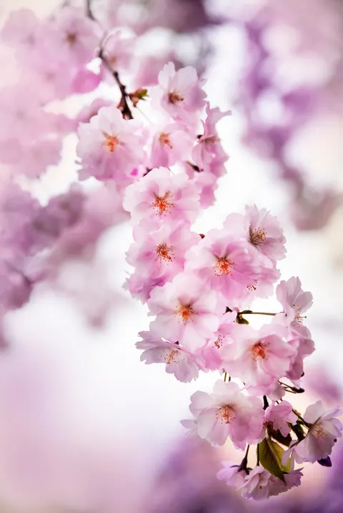 Blossom Pink Phone Wallpaper · pastel · 1440×2157