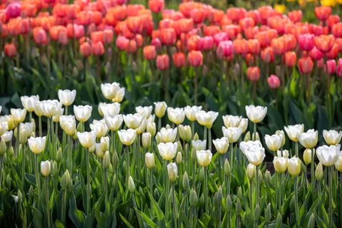 Tulpenveld 4K-achtergrond · flowers · 3840×2560