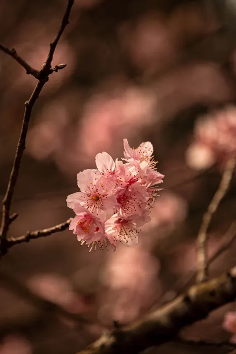 Blossom Pink Phone Wallpaper · pastel · 1440×2160