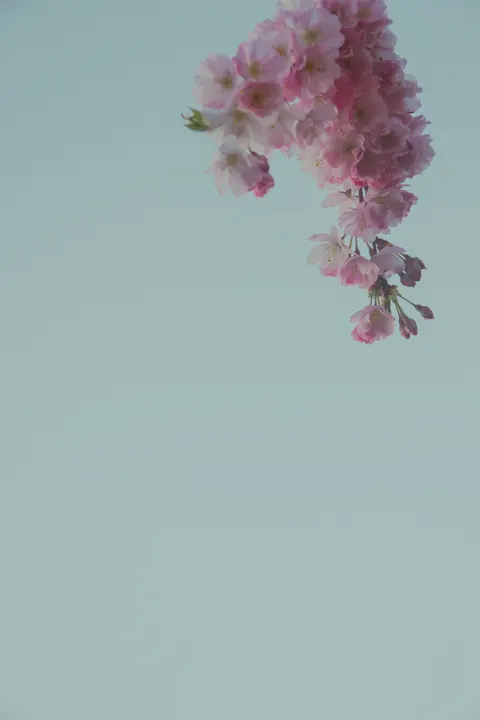 Blossom Pink Phone Wallpaper · pastel · 1440×2160