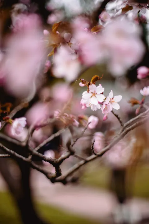 Blossom Pink Phone Wallpaper · pastel · 1440×2160