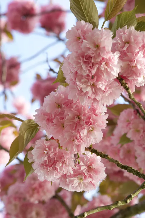 Blossom Pink Phone Wallpaper · pastel · 1440×2160