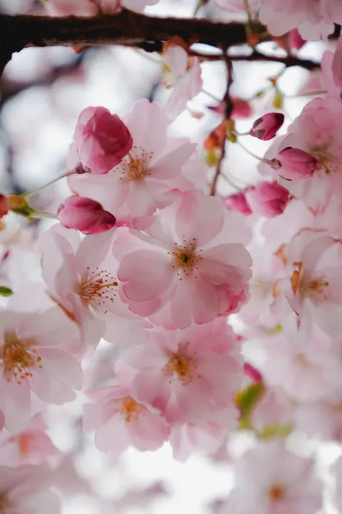 Blossom Pink Phone Wallpaper · pastel · 1440×2160