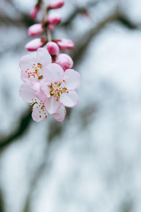 Blossom Pink Phone Wallpaper · pastel · 1440×2160