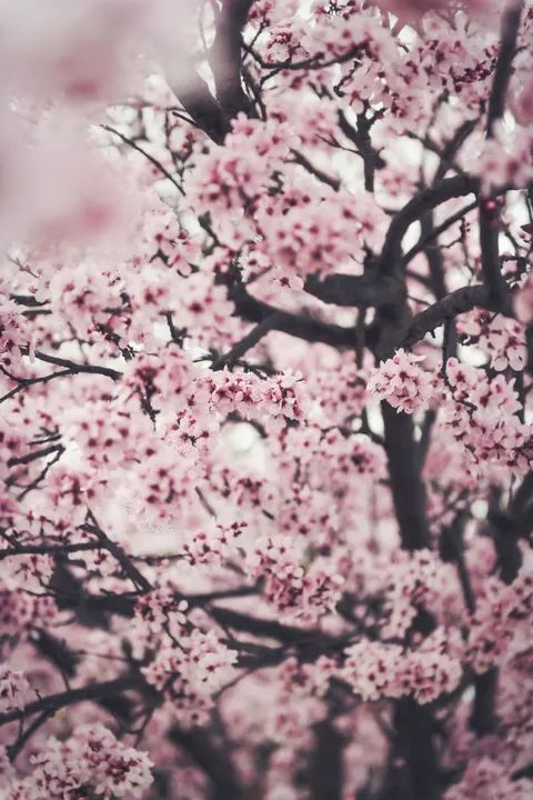 Blossom Pink Phone Wallpaper · pastel · 1440×2160