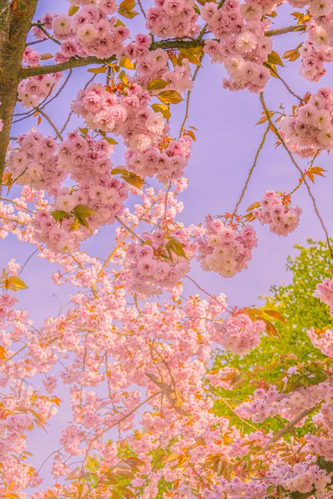 Blossom Pink Phone Wallpaper · pastel · 1440×2160