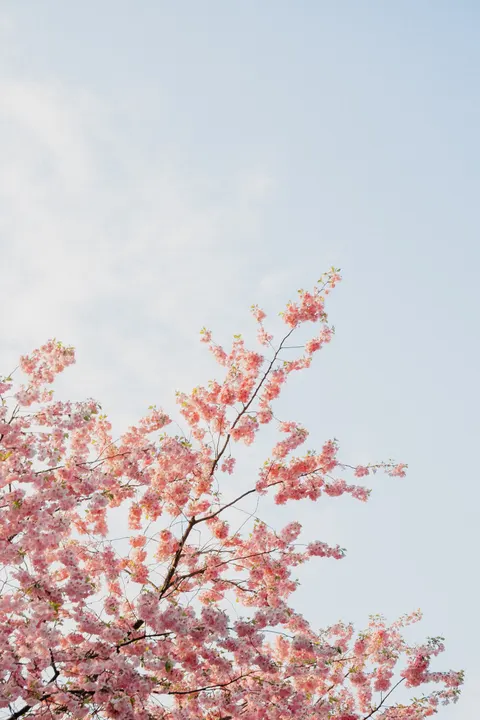 Blossom Pink Phone Wallpaper · pastel · 1440×2160