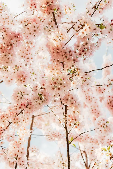 Blossom Pink Phone Wallpaper · pastel · 1440×2160