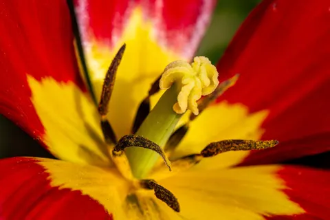 Fondo de pantalla Macro de Flor 4K · flowers · 3840×2560