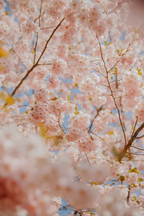 Blossom Pink Phone Wallpaper · pastel · 1440×2160