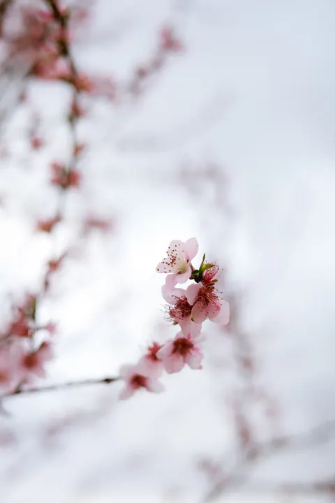 Blossom Pink Phone Wallpaper · pastel · 1440×2160