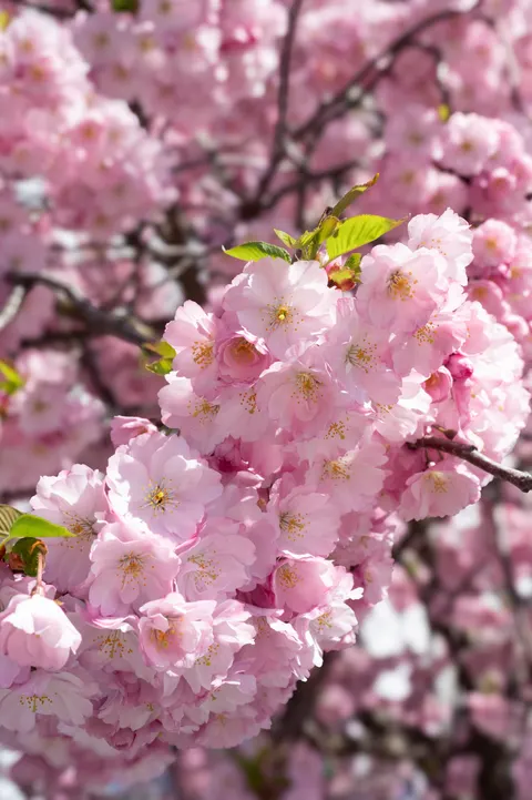 Blossom Pink Phone Wallpaper · pastel · 1440×2164
