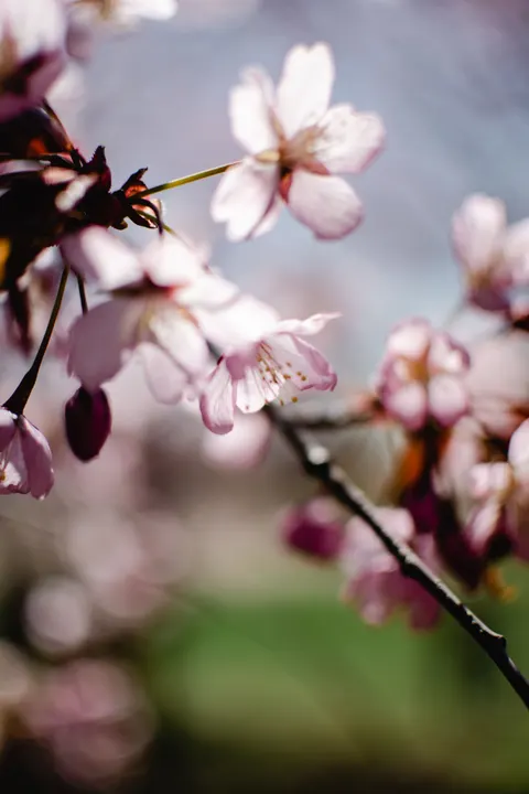 Blossom Pink Phone Wallpaper · pastel · 1440×2160