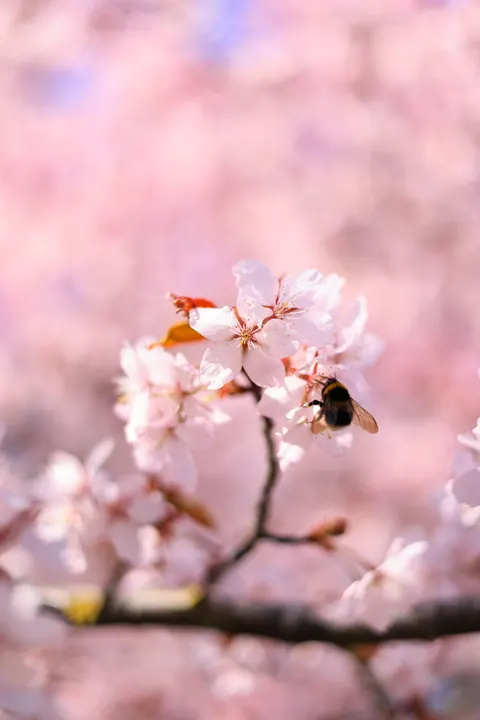 Blossom Pink Phone Wallpaper · pastel · 1440×2159