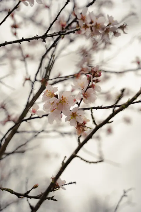 Blossom Pink Phone Wallpaper · pastel · 1440×2160