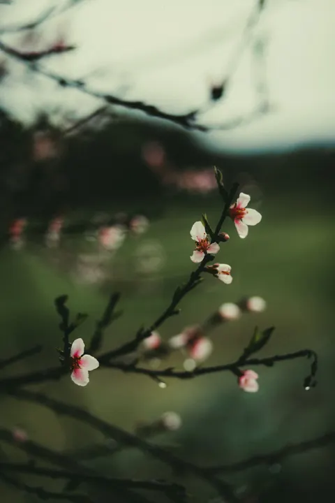 Blossom Pink Phone Wallpaper · pastel · 1440×2160