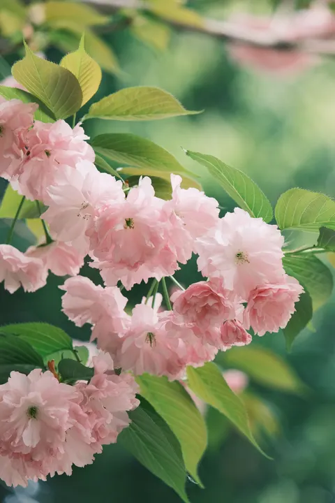Blossom Pink Phone Wallpaper · pastel · 1440×2160