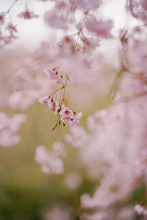 Blossom Pink Phone Wallpaper · pastel · 1440×2160