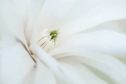 Flower Macro 4K Wallpaper · flowers · 3840×2560