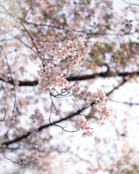 Blossom Pink Phone Wallpaper · pastel · 1440×1800
